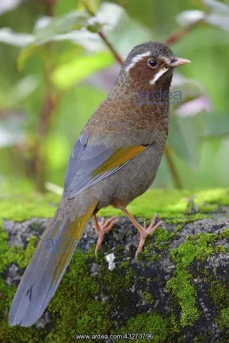 : Garrulax morrisonianus, White-whiskered Laughingthrush : Garrulax morrisonianus, White-whiskered Laughingthrush