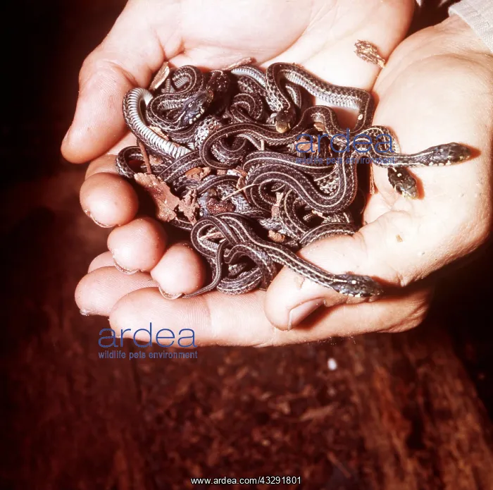 : GART SNAKES - young, (1 day old) in person's hand : GART SNAKES - young, (1 day old) in person's hand