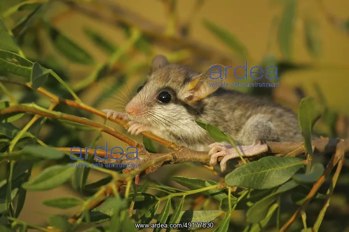 : Gartenschlafer (Eliomys quercinus) liegt entspannt und ruhig auf Ast : Gartenschlafer (Eliomys quercinus) liegt entspannt und ruhig auf Ast