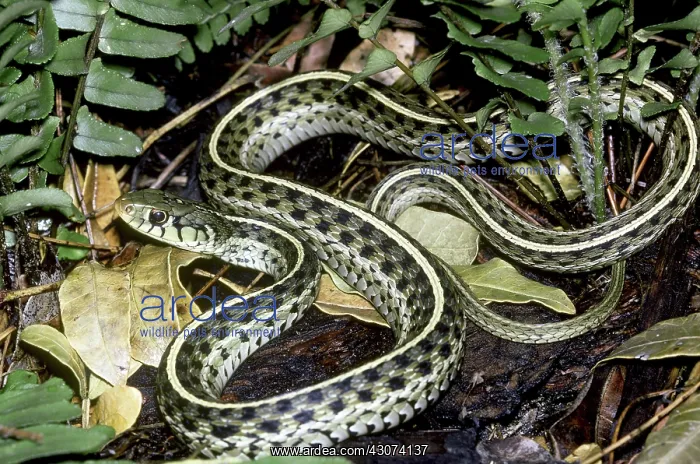 : Garter Snake : Garter Snake