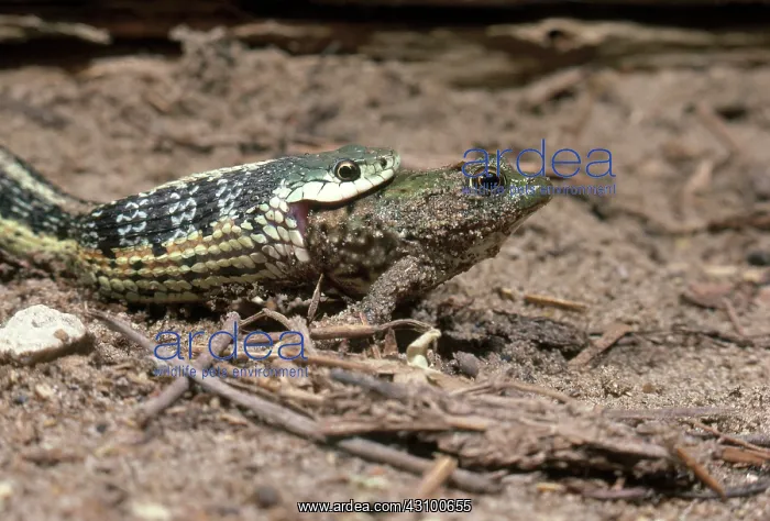 : Garter snake