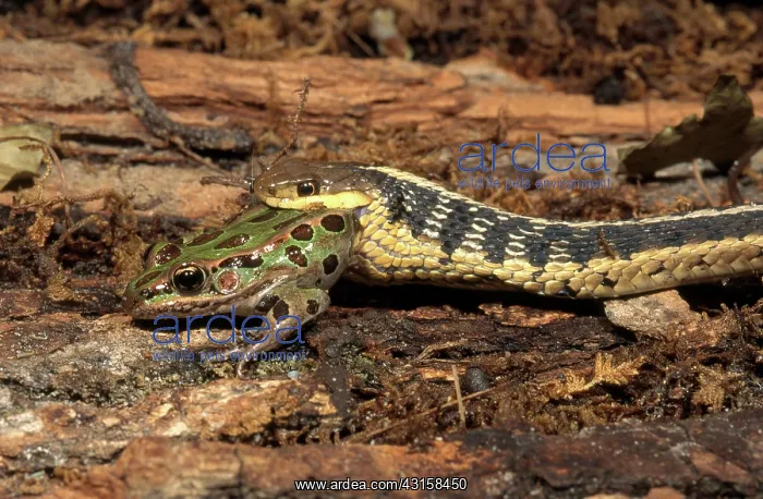  : Garter snake