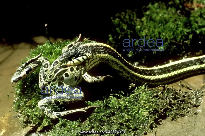 : Garter Snake Eating Pickerel Frog : Garter Snake Eating Pickerel Frog