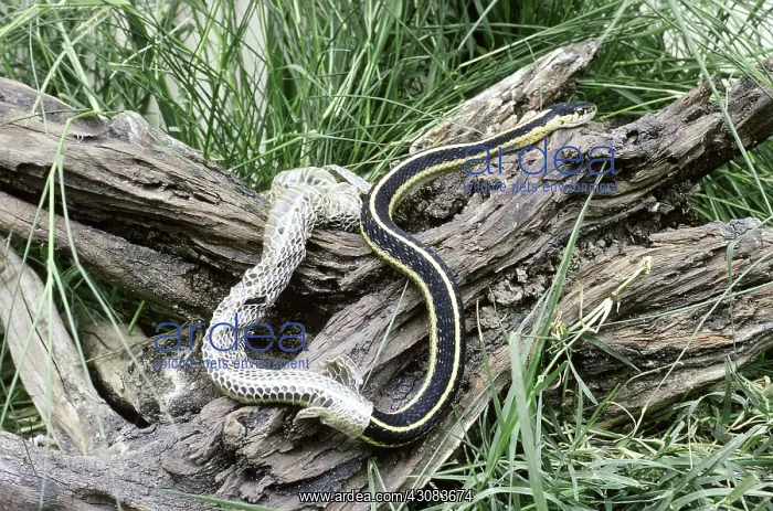 : Garter Snake shedding : Garter Snake shedding