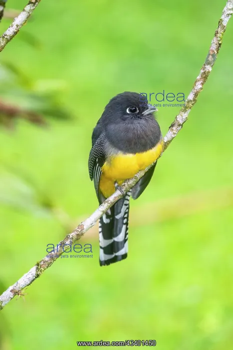 : Gartered Trogon : Gartered Trogon