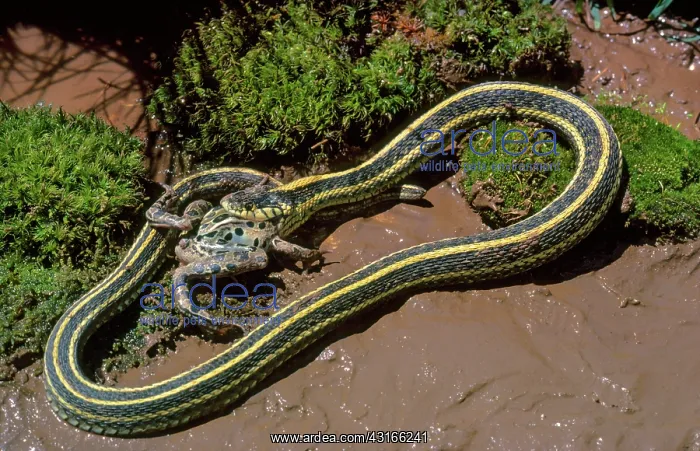: Gartersnake eats frog : Gartersnake eats frog