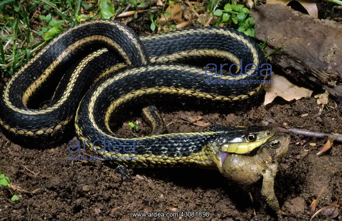 : Gartersnake Eats Toad : Gartersnake Eats Toad