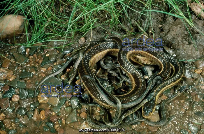 : Gartersnake with Young : Gartersnake with Young