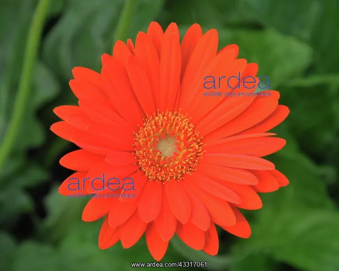 : Garvinia flower, popular garden flower originally : Garvinia flower, popular garden flower originally