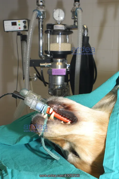 : Gas anaesthesia of a Dog for surgery France : Gas anaesthesia of a Dog for surgery France
