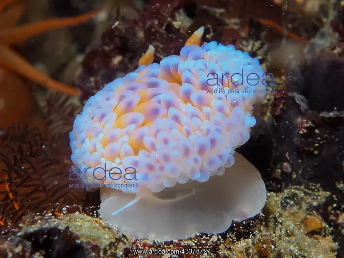 : Gas flame nudibranch (Bonisa nakaza) Nudibranch : Gas flame nudibranch (Bonisa nakaza) Nudibranch