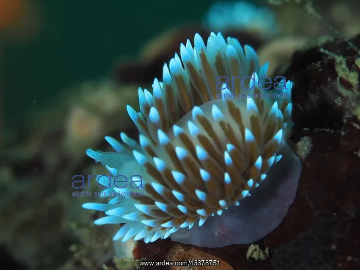 : Gas flame nudibranch (Bonisa nakaza) Nudibranch : Gas flame nudibranch (Bonisa nakaza) Nudibranch