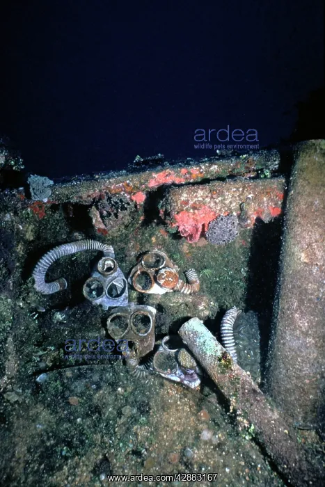 : Gas masks - Lying on a Japanese war time wreck : Gas masks - Lying on a Japanese war time wreck