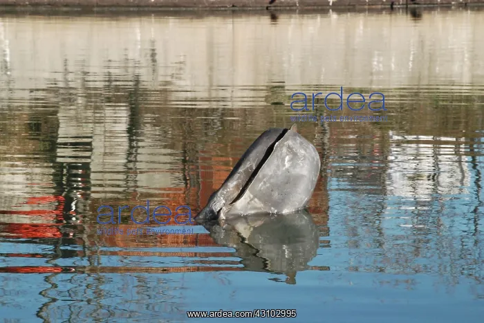 : Gas Tank in Newtown Creek, NYC : Gas Tank in Newtown Creek, NYC