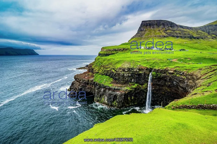 : Gasadalur waterfall into the ocean, Vagar, Faroe : Gasadalur waterfall into the ocean, Vagar, Faroe