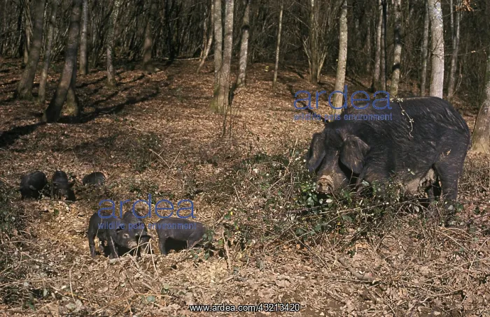 : Gascogne sow and piglets France : Gascogne sow and piglets France