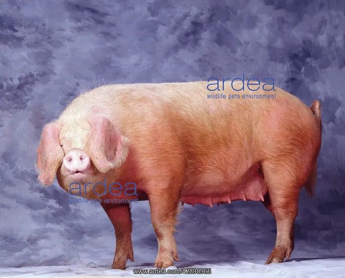  : 'Gascon' Pig