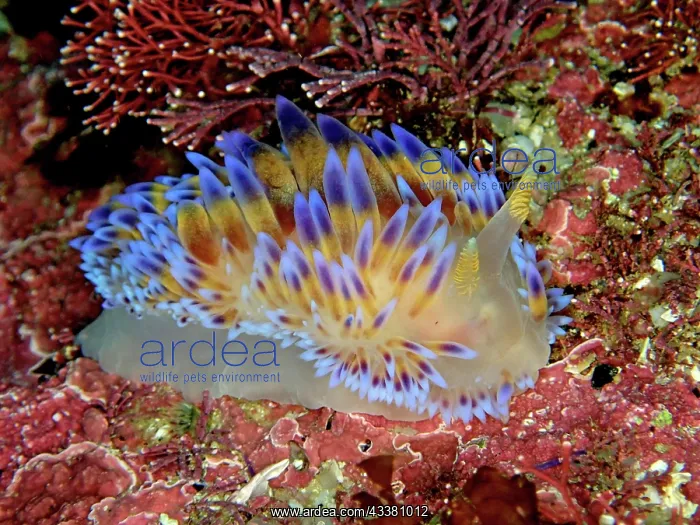 : Gasflame nudibranch (Bonisa nakaza), False Bay dive : Gasflame nudibranch (Bonisa nakaza), False Bay dive