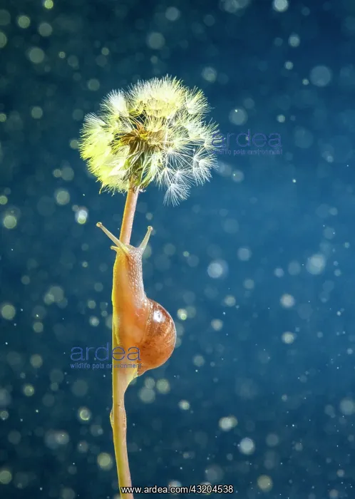: Gasteropod going up to a dandelion, San Cristobal : Gasteropod going up to a dandelion, San Cristobal