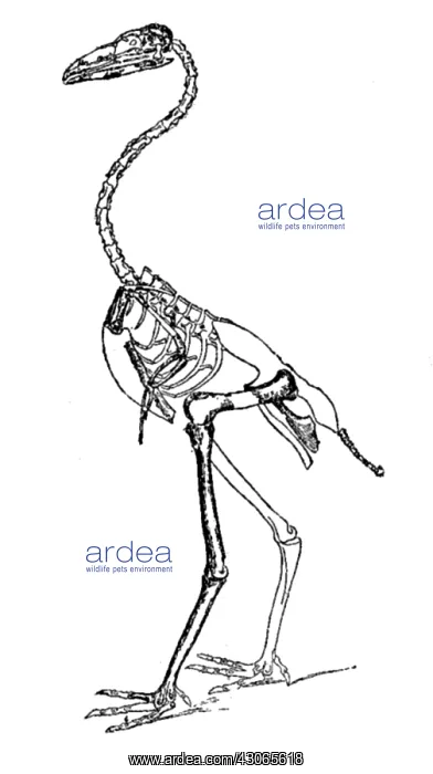 : Gastornis, Cenozoic Bird : Gastornis, Cenozoic Bird