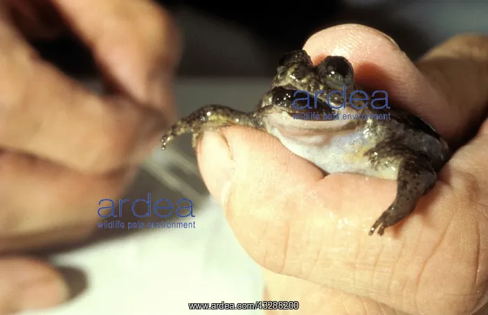 : Gastric Brooding Frog (Rheobatrachus silus). Tadpoles : Gastric Brooding Frog (Rheobatrachus silus). Tadpoles