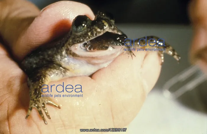: Gastric Brooding Frog (Rheobatrachus silus) giving birth : Gastric Brooding Frog (Rheobatrachus silus) giving birth