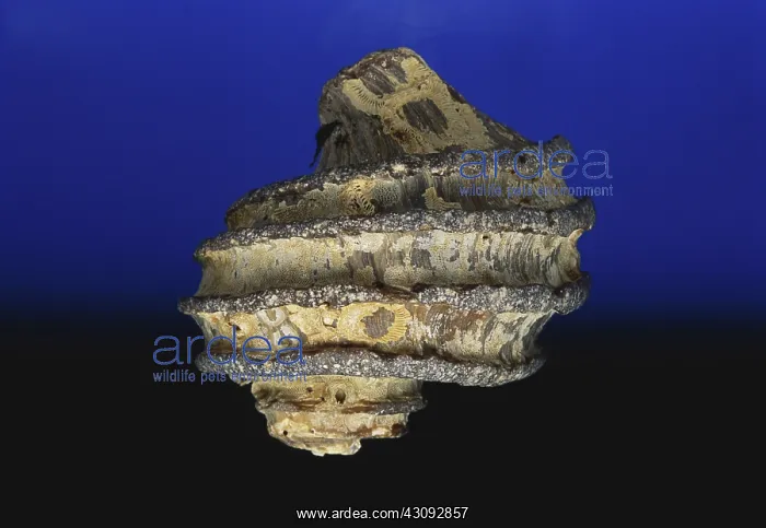 : Gastropod Fossil : Gastropod Fossil