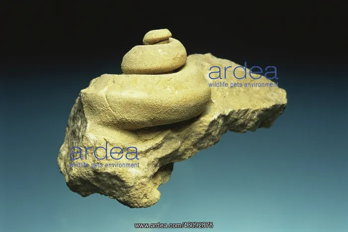 : Gastropod Fossil : Gastropod Fossil