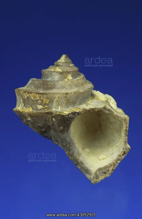 : Gastropod Fossil : Gastropod Fossil
