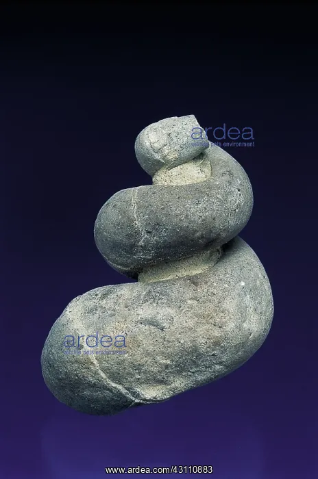 : Gastropod fossil : Gastropod fossil
