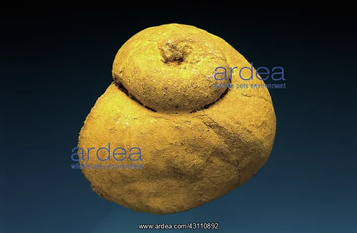 : Gastropod fossil : Gastropod fossil
