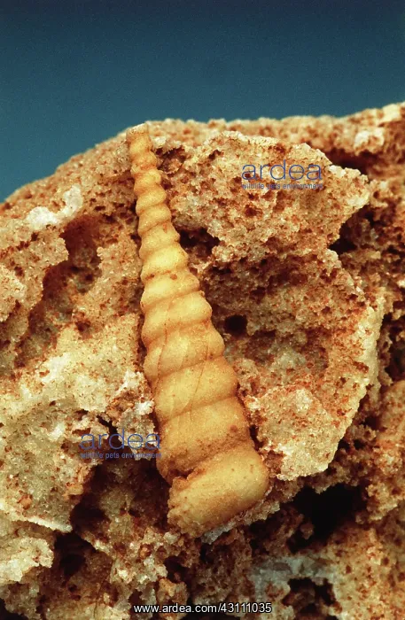 : Gastropod fossil : Gastropod fossil