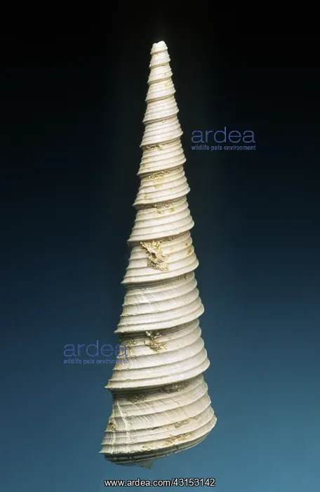 : Gastropod Fossil : Gastropod Fossil