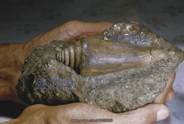 : Gastropod Fossil : Gastropod Fossil