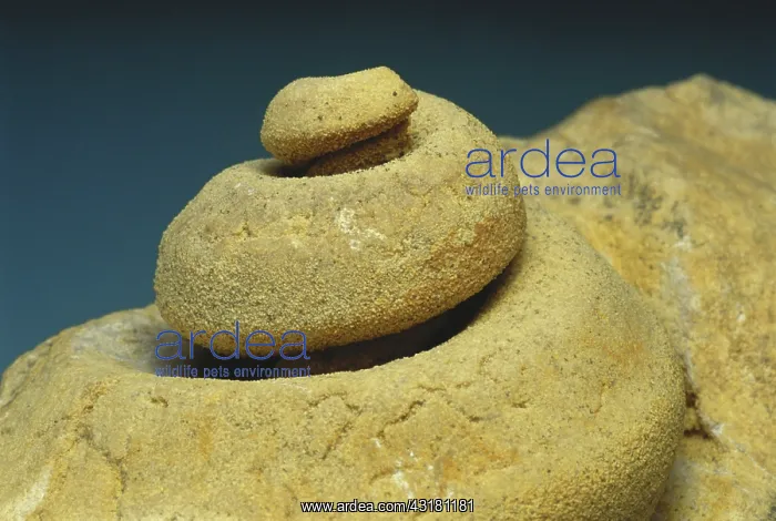 : Gastropod Fossil : Gastropod Fossil