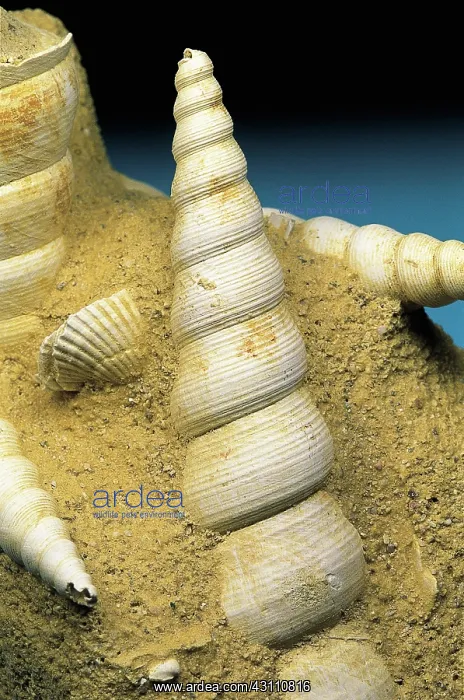 : Gastropod fossils : Gastropod fossils