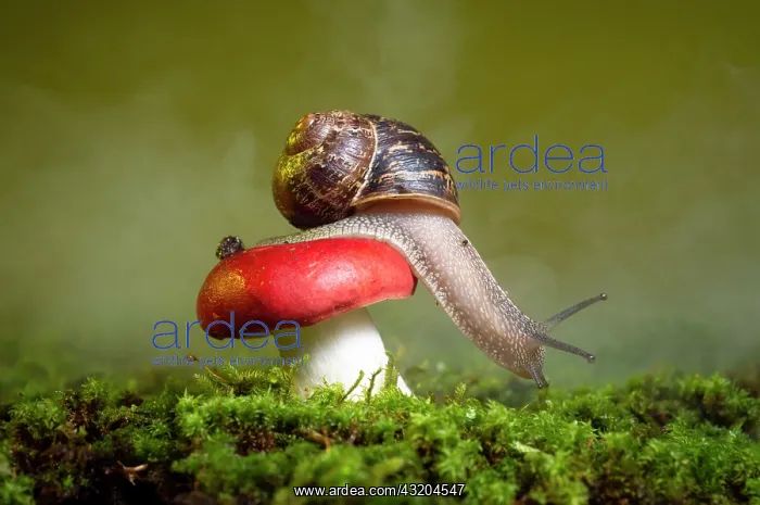  : Gastropod on a fungus of the genus Russula. San