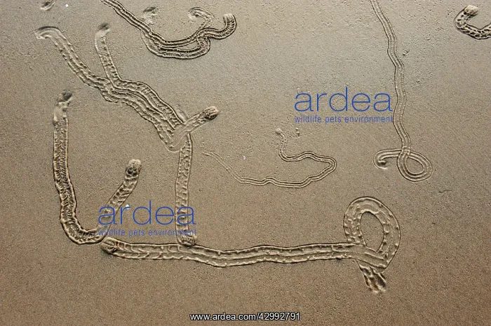 : Gastropod Tracks : Gastropod Tracks