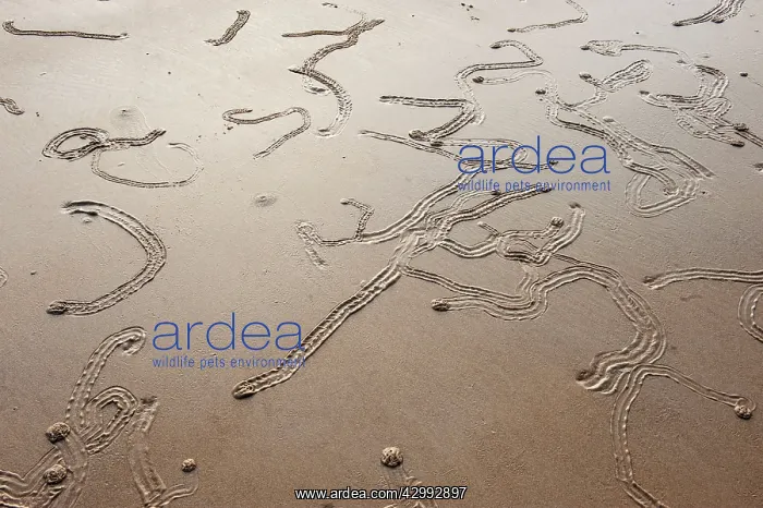 : Gastropod Tracks : Gastropod Tracks