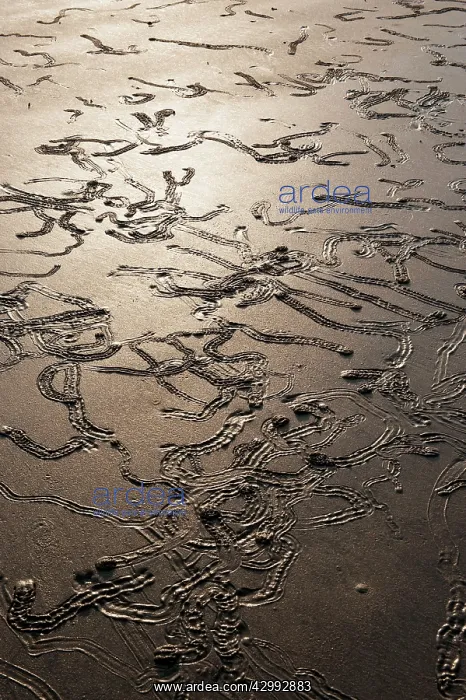 : Gastropod Tracks at low tide : Gastropod Tracks at low tide