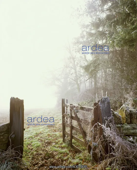 : Gate field entrance in mist and frost. Yanworth, Cotswolds, Gloucestershire, England : Gate field entrance in mist and frost. Yanworth, Cotswolds, Gloucestershire, England