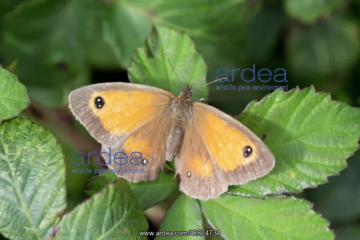 : Gatekeeper Butterfly : Gatekeeper Butterfly