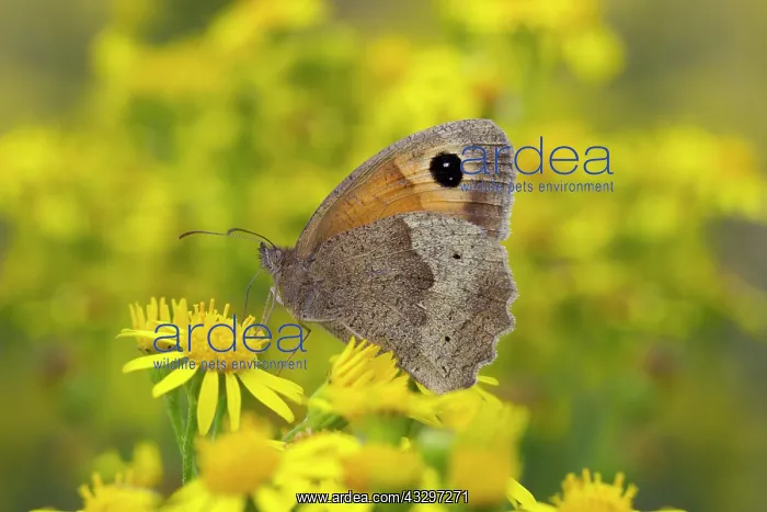 : Gatekeeper - butterfly feeding on Ragwort flower - August : Gatekeeper - butterfly feeding on Ragwort flower - August