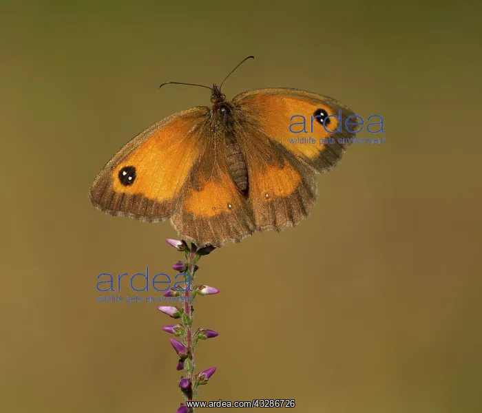 : Gatekeeper Butterfly - female basking on heather - August : Gatekeeper Butterfly - female basking on heather - August