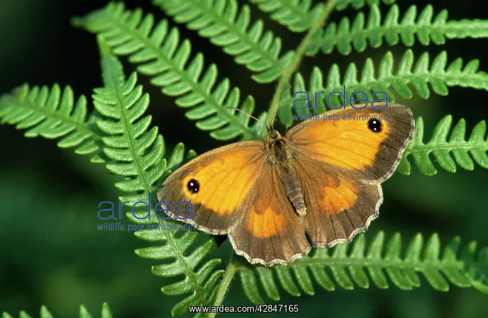 : Gatekeeper Butterfly - on fern : Gatekeeper Butterfly - on fern