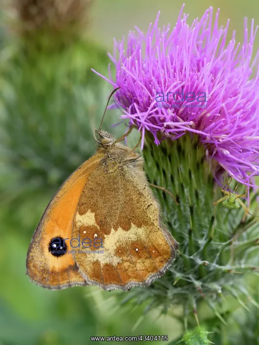  : Gatekeeper butterfly on thistle flower