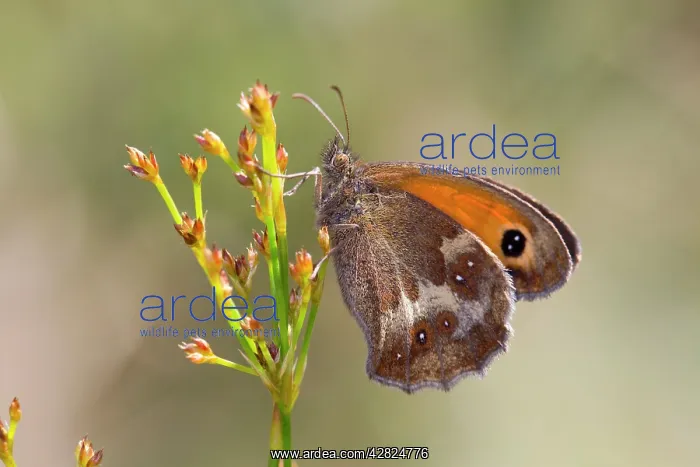 : Gatekeeper Butterfly - Underwing : Gatekeeper Butterfly - Underwing