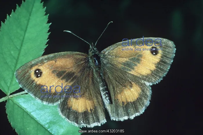: Gatekeeper / Hedge Brown Butterfly : Gatekeeper / Hedge Brown Butterfly