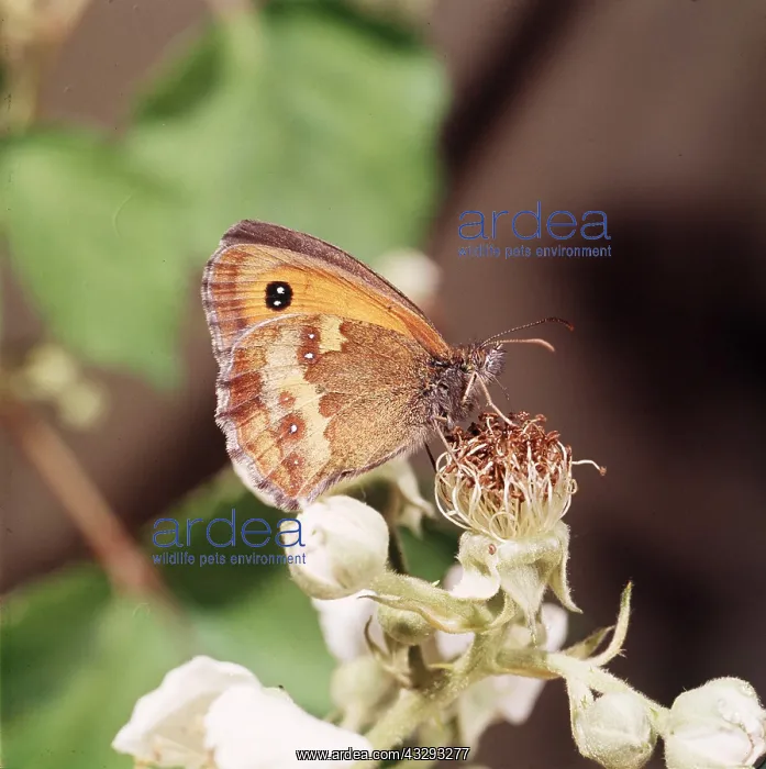  : Gatekeeper  /  Hedge Brown BUTTERFLY