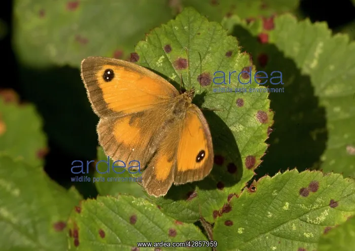  : Gatekeeper  /  Hedge Brown Butterfly - basking, with